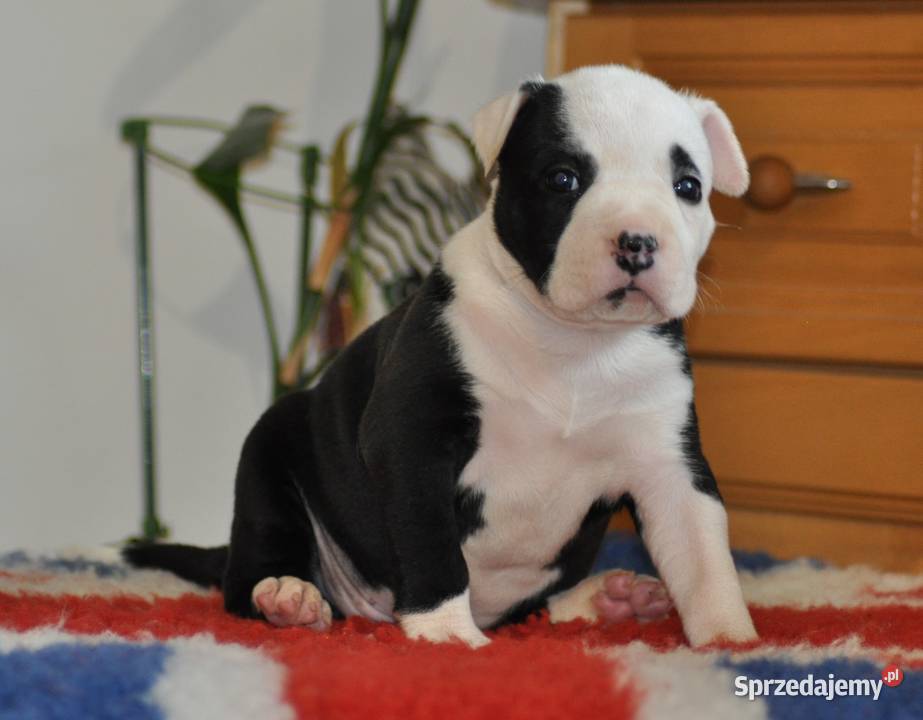 Amstaff zkwp FCI przepiękne suczki Koziegłowy