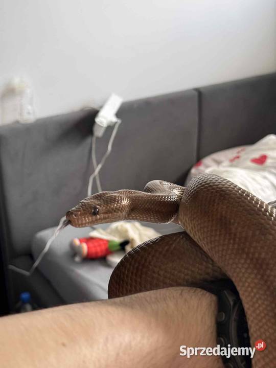 Boa tęczowy samica dorosła wąż Międzyrzec Podlaski