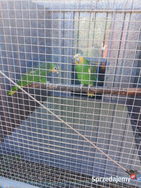 Para amazonke