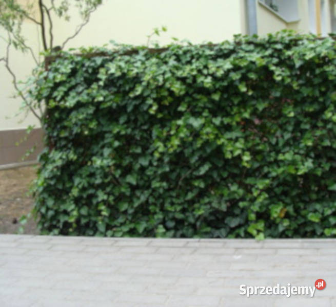 BLUSZCZ ZIMOZIELONY Hedera helix NASIONA 500