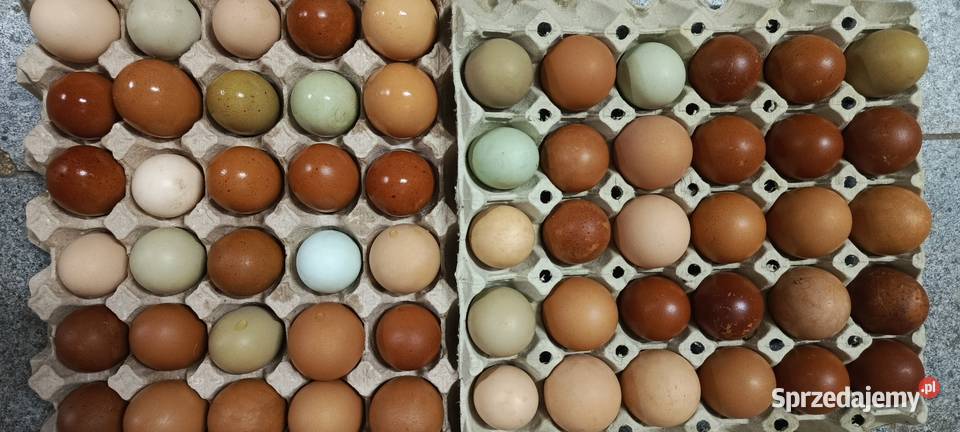 Jaja Jajka wiejskie eko Konsumpcyjne i Lęgowe Jastrzębie-Zdrój