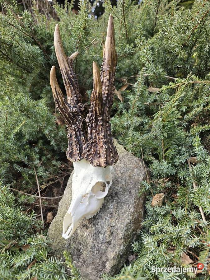 AKTUALNY VCE REKORD ŚWIATA 2006r DORSET CIC Orzesze