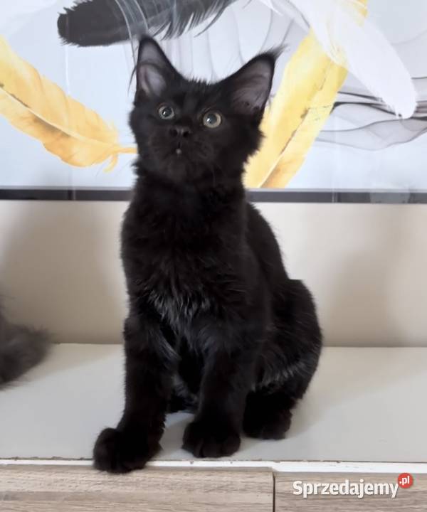 Maine Coon kocięta Wińsko