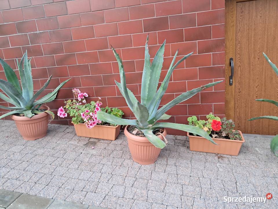 Agawa podkarpackie Bolestraszyce