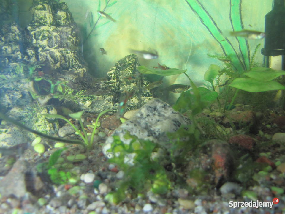 Akwarium z obsadą małe Toruń sprzedam