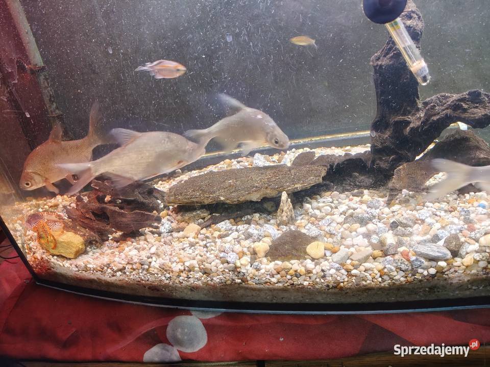 Oddam krąpie śląskie