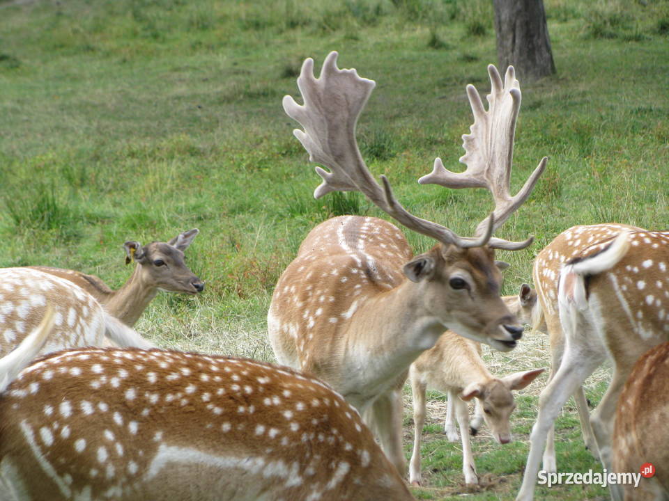 Daniele byki łanie zacielone młode szpicaki Słopnice