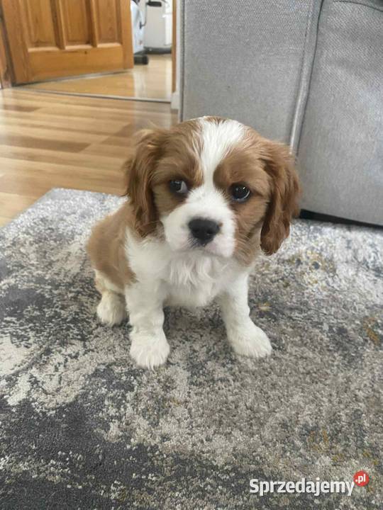 Szczeniak Cavalier King Charles Spaniel sunia Nadarzyn