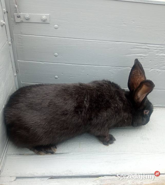 Króliki mieszance srokacz niemiecki młode biało wielkopolskie Ryczywół