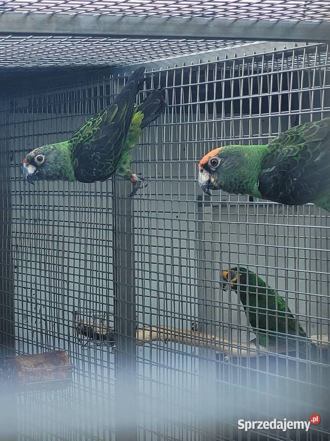 ara ararauna wielkopolskie Kościan sprzedam