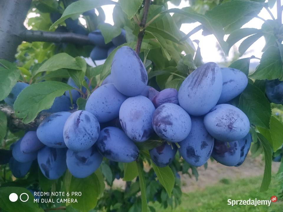 Sprzedam śliwki węgierki Tęgoborze