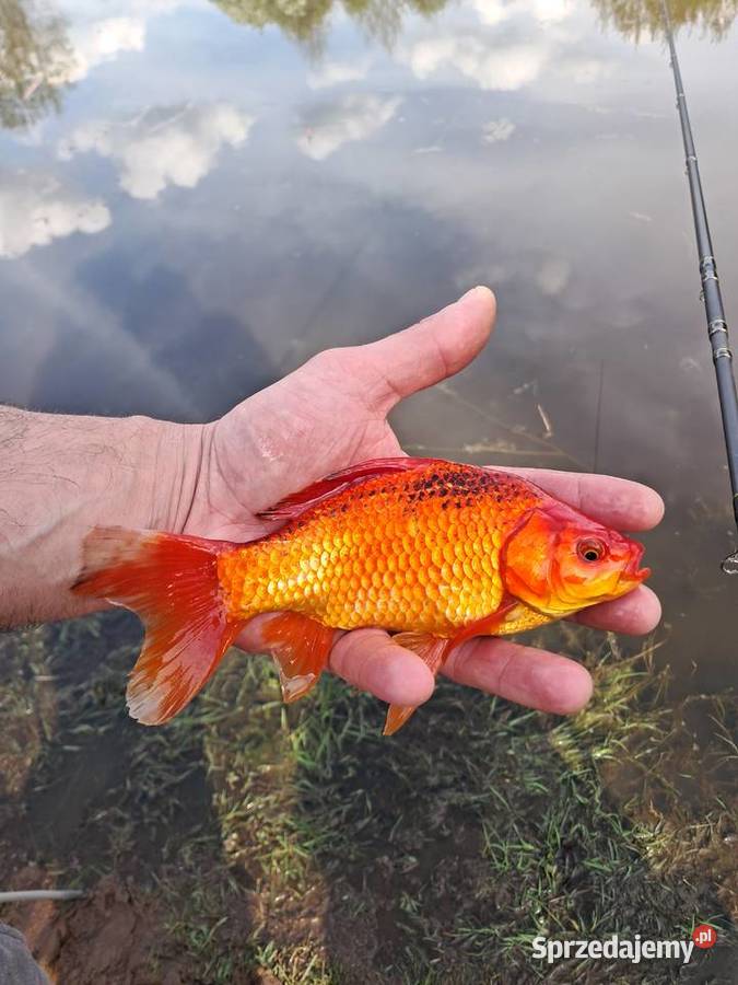 Karas pospolita złota