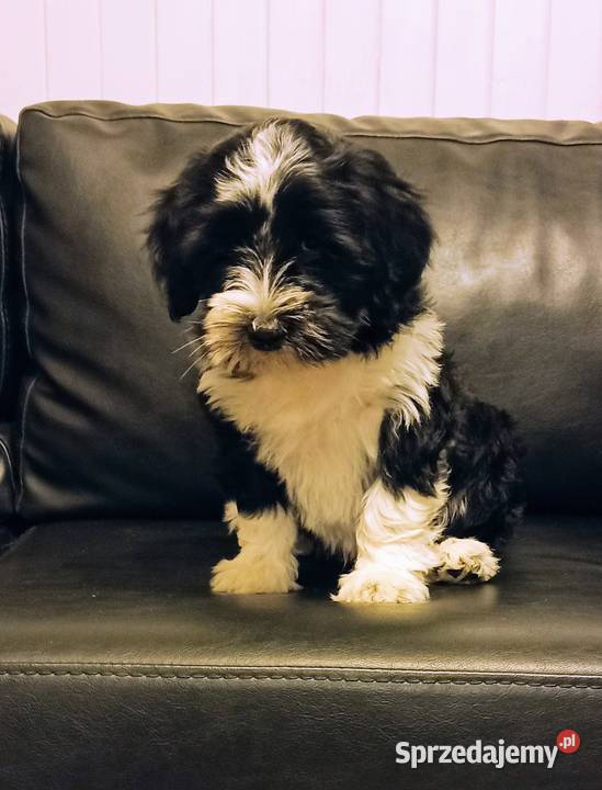 Terier Tybetański szczenięta Dona Sofia i Dżin mazowieckie Cerekiew