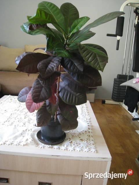 Kroton roślina doniczkowa Częstochowa sprzedam