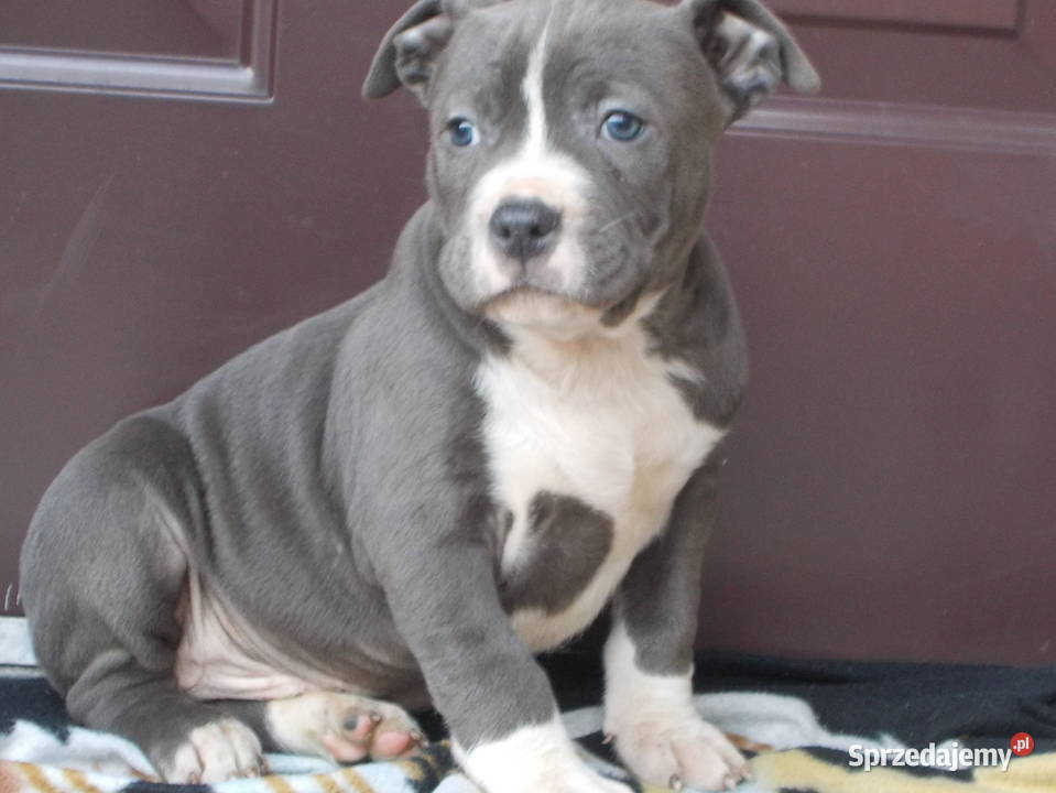 Mocne Amstaffy Błękitne mazowieckie Płock