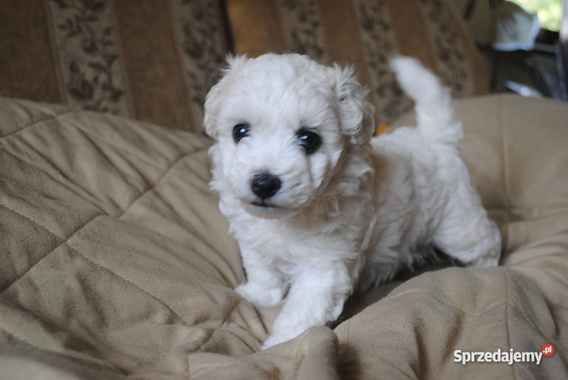 Bichon Frise Maltańczyk z rodowodem Łomianki