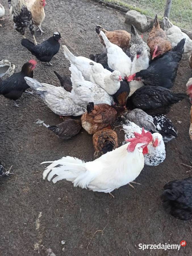 Jaja lęgowe kur mix niosek lilputki liliputy lubelskie Krasnystaw sprzedam