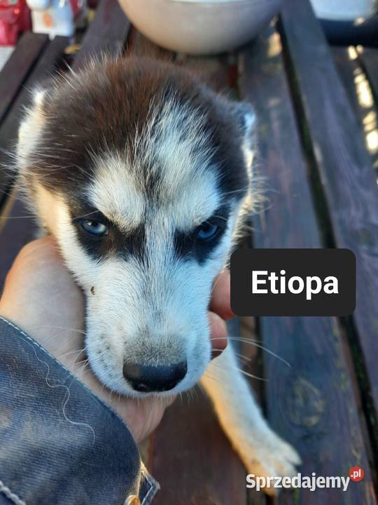 Szczeniaki syberiany husky Reda sprzedam