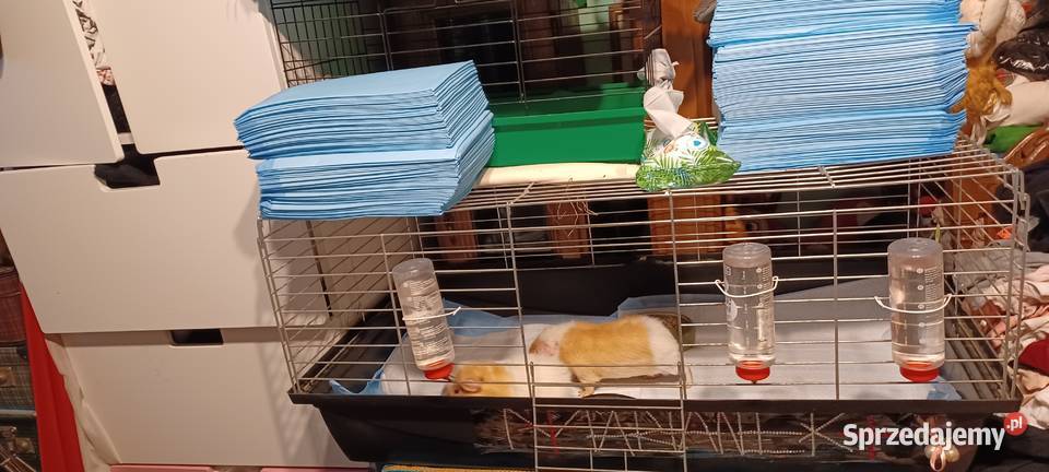 Świnki morskie rasa TEDDY 55 miesięczne samczyki wielkopolskie Poznań