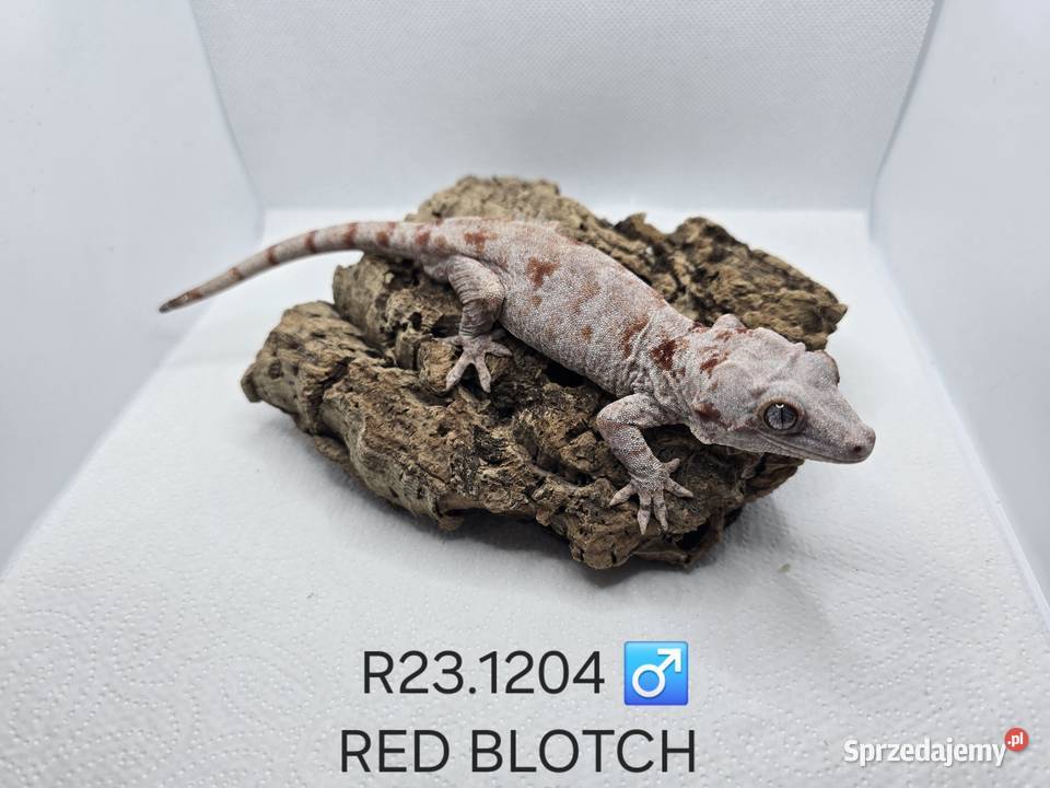 Gekony gargulcowe Zawiercie