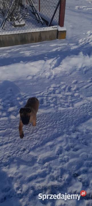 Owczarek belgijski Malinois Borki