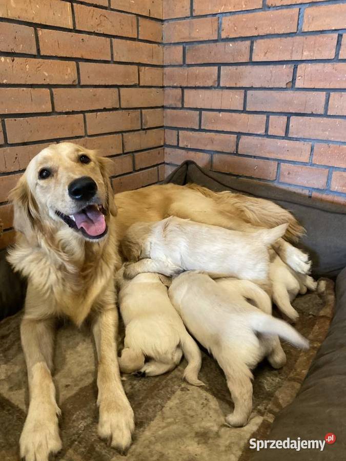 Golden Retriever Pozostałe wielkopolskie Brzostowo sprzedam