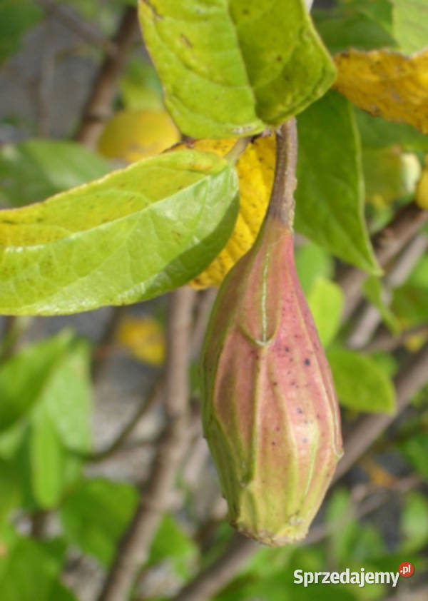 KIELICHOWIEC WONNY Calycanthus floridus NASIONA Lubanie sprzedam