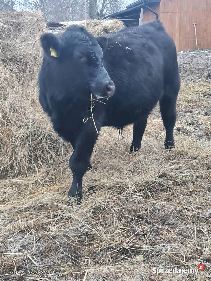 Byk Angus czarny 100 pod oceną PZHiPBM odsadek lubelskie Szlatyn