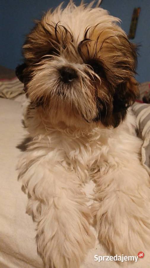 Szczeniaczek shih tzu puchate perełki Lubartów