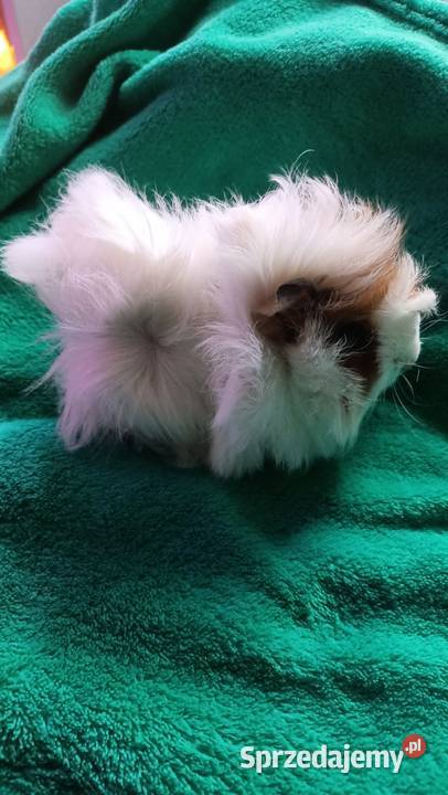 Samica świnki morskiej 3 miesięczna Warszawa sprzedam