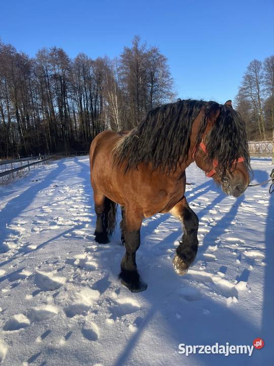 ogoer zimnokrwisty sokólski Michów sprzedam