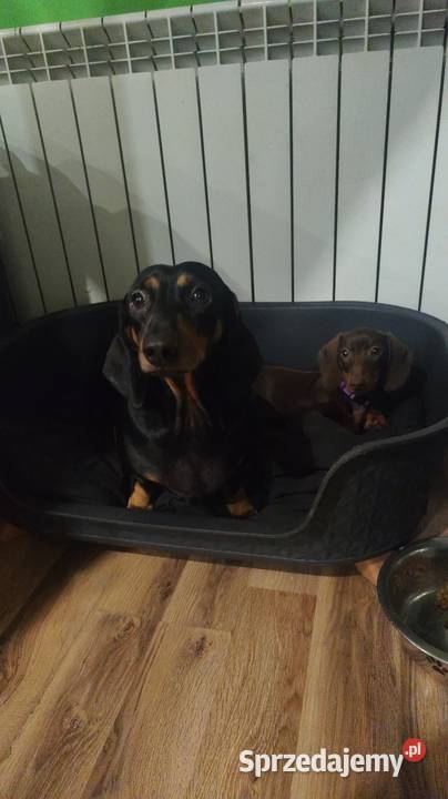 Jamnik krótkowłosy standardowy czekoladowyczarny Glinojeck sprzedam