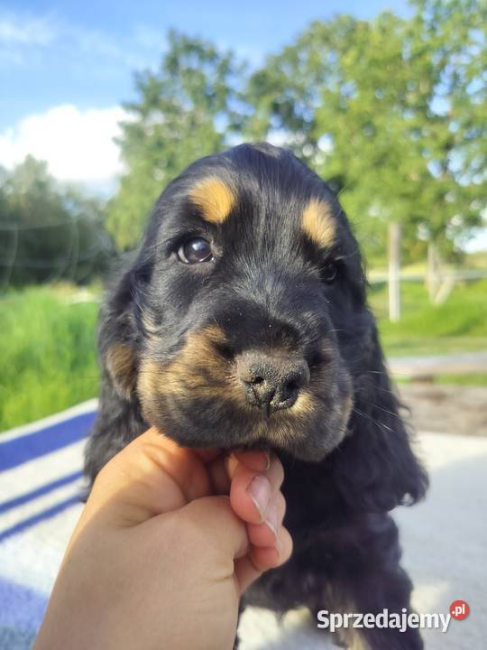 Cocker spaniel szczeniaki ZKwPFCI Koszalin