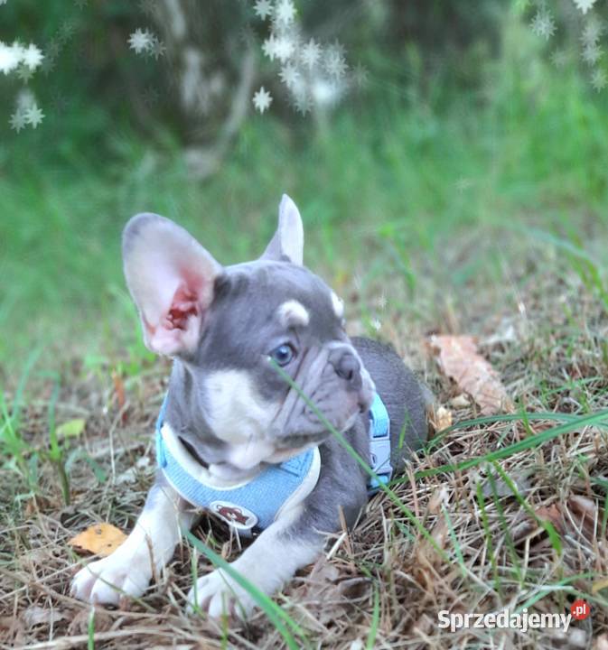 Buldog francuski piesek Pabianice