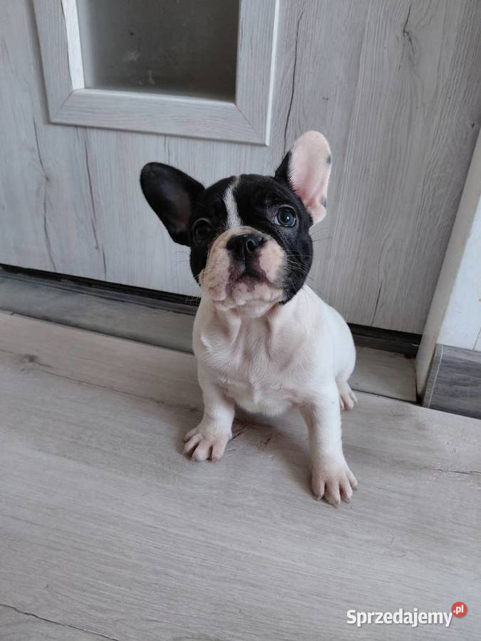 Buldog francuski suczka Zwierzęta