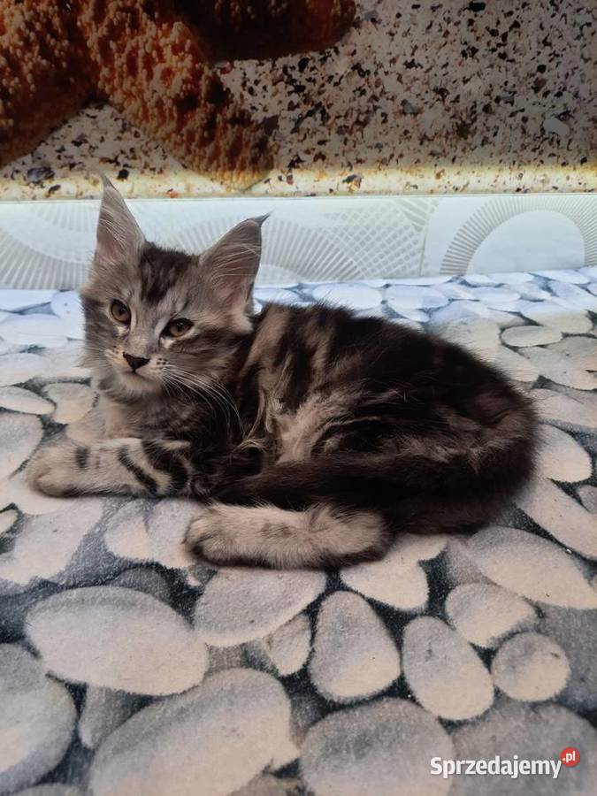 Kotki  MAINECOON Będzin