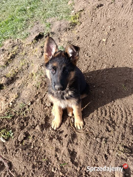 Owczarek Niemiecki opolskie Góra