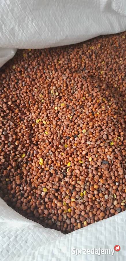 Rzodkiew oleista do siewu Stopnica