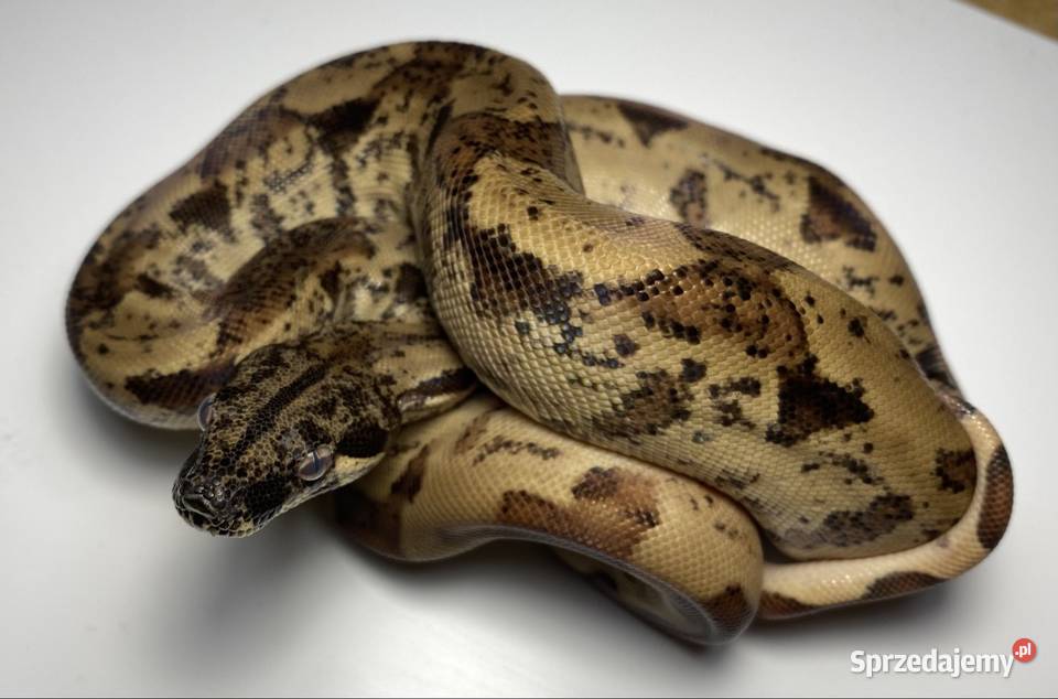 Węże boa cesarskie samice i samce