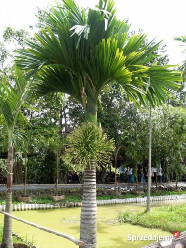 PALMA BETELOWA Areca catechu NASIONA 100g Lubanie