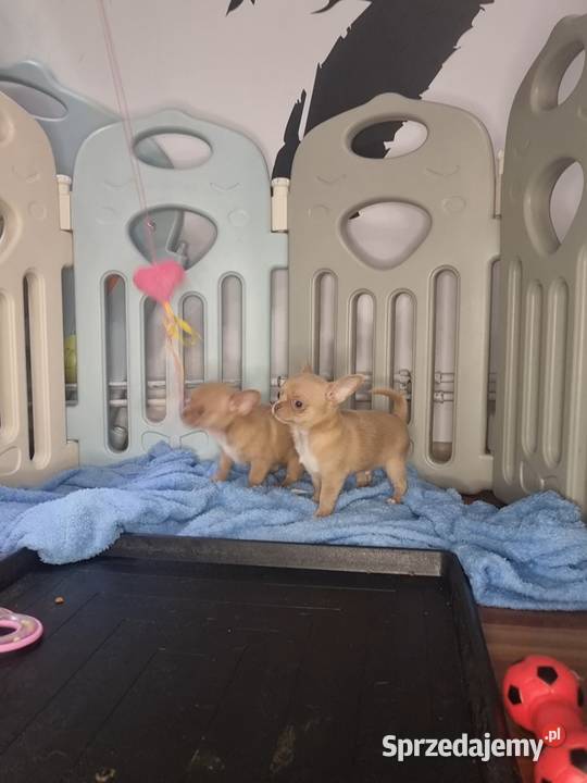 CHIHUAHUA KRÓTKOWŁOSY PIES FCIwita Sosnowiec sprzedam