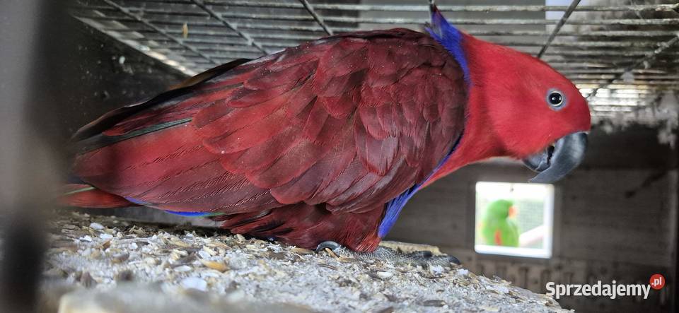 Redukcja hodowli papug Grodzisk Wielkopolski