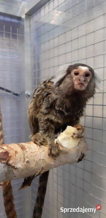 Marmozeta białoucha Kielce