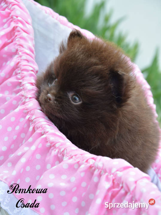 Szpic pomeranian miniatura Częstochowa sprzedam