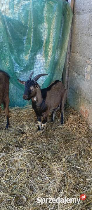 Koza młoda Kozy pomorskie Zawory