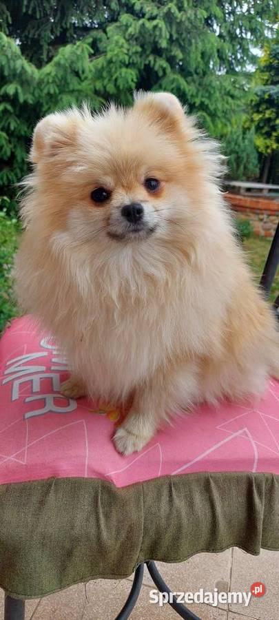 Pomeranian ZKwP FCI szpic miniaturowy rasowy Legnica