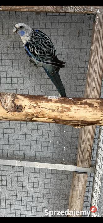 Rozelle białolice Sośnicowice