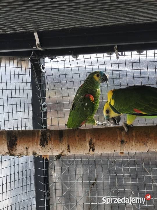 Amazonki niebieskoczelne para lęgowa Ptaki Olkusz