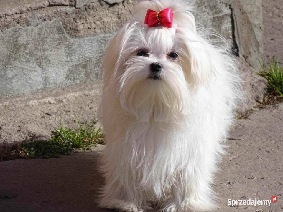 Piesek Maltańczyk Gotowy na zmianę domu mazowieckie Zwoleń