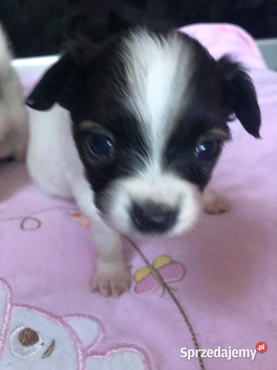 Papillon Spaniel kontynentalny Warszawa